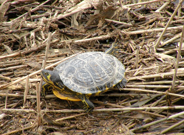 Emydidae Trachemys scripta